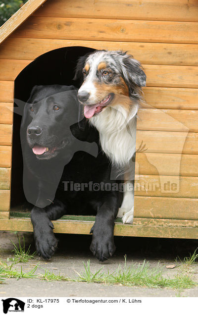 2 Hunde / 2 dogs / KL-17975