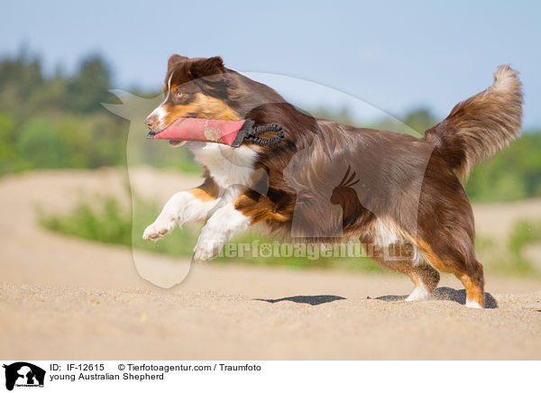 junger Australian Shepherd / young Australian Shepherd / IF-12615