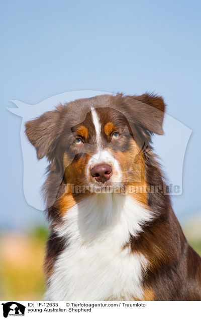 junger Australian Shepherd / young Australian Shepherd / IF-12633