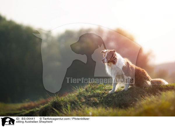 sitzender Australian Shepherd / sitting Australian Shepherd / BS-06441