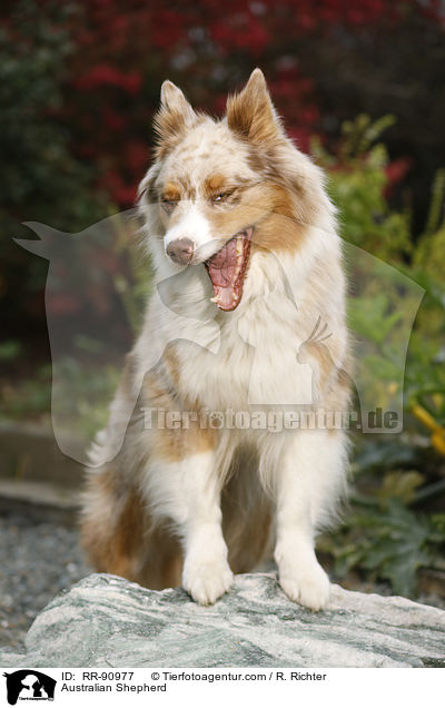 Australian Shepherd / Australian Shepherd / RR-90977