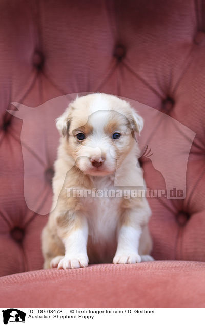 Australian Shepherd Welpe / Australian Shepherd Puppy / DG-08478