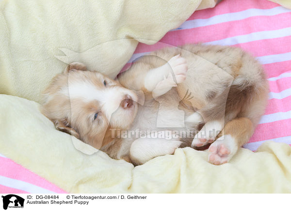 Australian Shepherd Welpe / Australian Shepherd Puppy / DG-08484