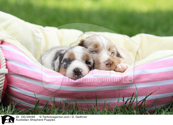 Australian Shepherd Welpen / Australian Shepherd Puppies / DG-08486