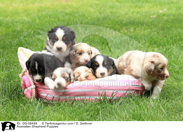 Australian Shepherd Welpen / Australian Shepherd Puppies / DG-08488