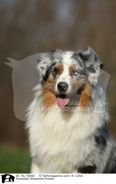 Australian Shepherd Portrait / Australian Shepherd Portrait / KL-18292