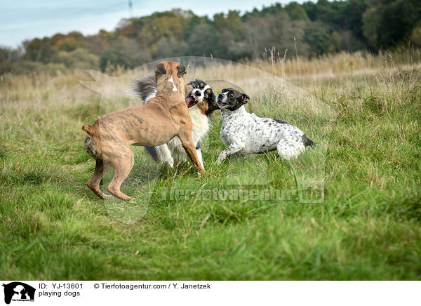 spielende Hunde / playing dogs / YJ-13601