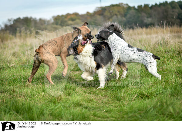 spielende Hunde / playing dogs / YJ-13602