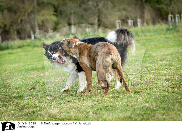 spielende Hunde / playing dogs / YJ-13638