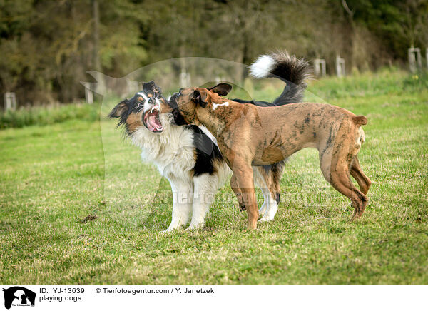 spielende Hunde / playing dogs / YJ-13639
