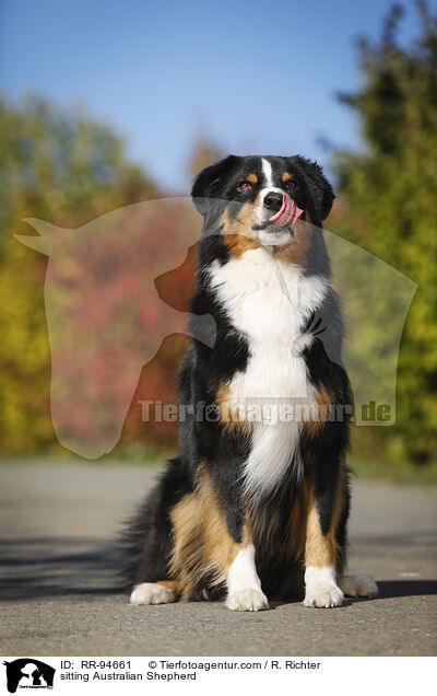 sitzender Australian Shepherd / sitting Australian Shepherd / RR-94661
