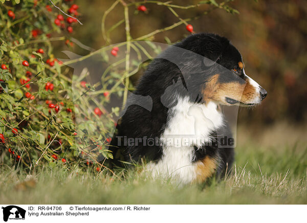 liegender Australian Shepherd / lying Australian Shepherd / RR-94706