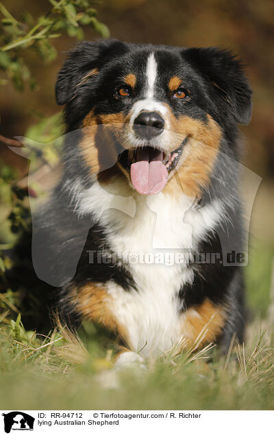 liegender Australian Shepherd / lying Australian Shepherd / RR-94712