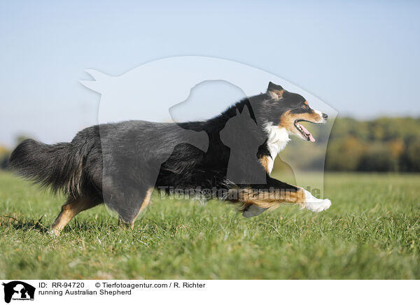 rennender Australian Shepherd / running Australian Shepherd / RR-94720
