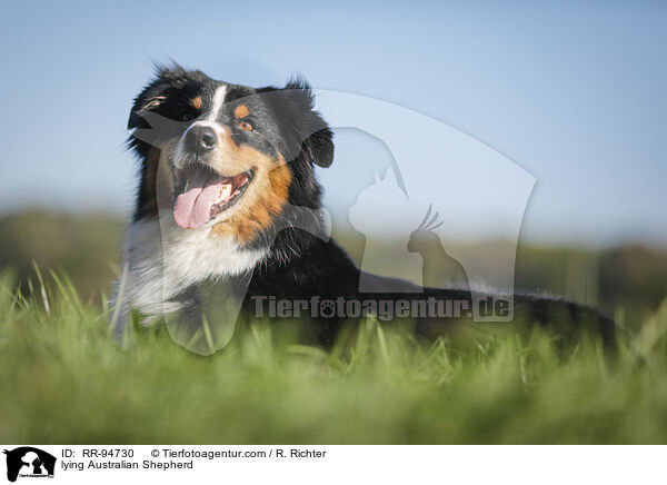 liegender Australian Shepherd / lying Australian Shepherd / RR-94730