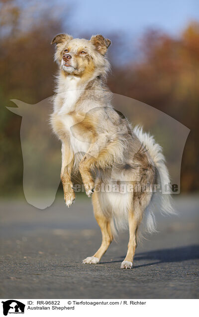 Australian Shepherd / Australian Shepherd / RR-96822