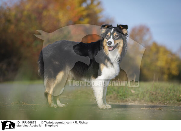 stehender Australian Shepherd / standing Australian Shepherd / RR-96873