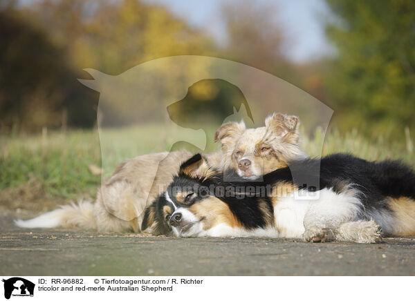 tricolor und red-merle Australian Shepherd / tricolor and red-merle Australian Shepherd / RR-96882