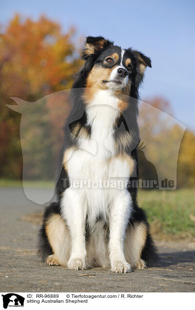 sitzender Australian Shepherd / sitting Australian Shepherd / RR-96889