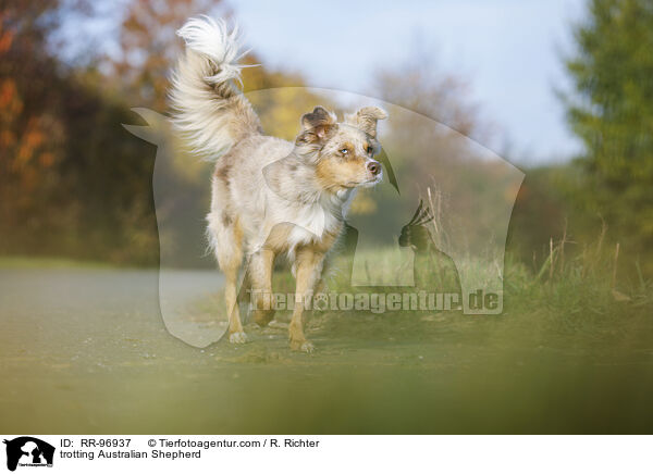 trabender Australian Shepherd / trotting Australian Shepherd / RR-96937