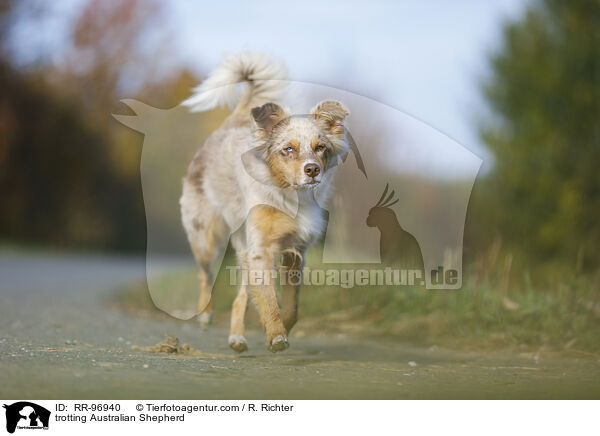 trabender Australian Shepherd / trotting Australian Shepherd / RR-96940