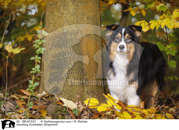 stehender Australian Shepherd / standing Australian Shepherd / RR-97037