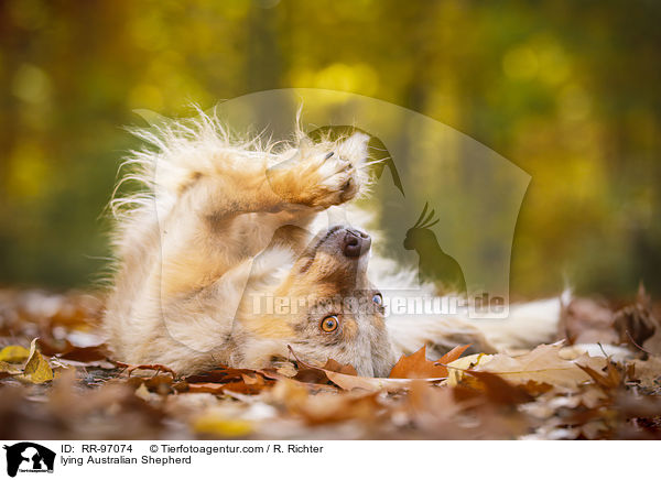 liegender Australian Shepherd / lying Australian Shepherd / RR-97074
