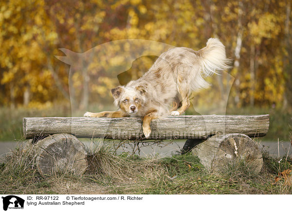 liegender Australian Shepherd / lying Australian Shepherd / RR-97122