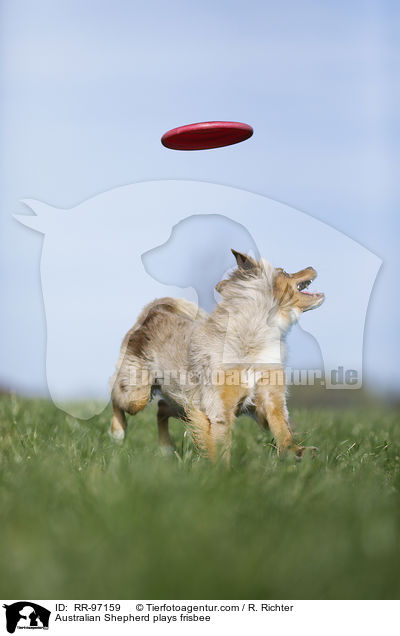 Australian Shepherd spielt Frisbee / Australian Shepherd plays frisbee / RR-97159