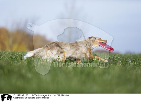 Australian Shepherd plays frisbee / RR-97165