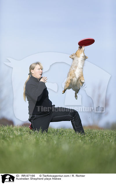 Australian Shepherd plays frisbee / RR-97166