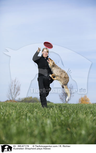 Australian Shepherd plays frisbee / RR-97176