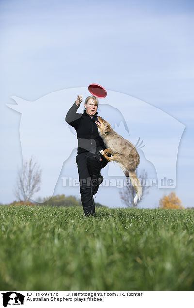 Australian Shepherd spielt Frisbee / Australian Shepherd plays frisbee / RR-97176