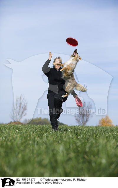 Australian Shepherd plays frisbee / RR-97177