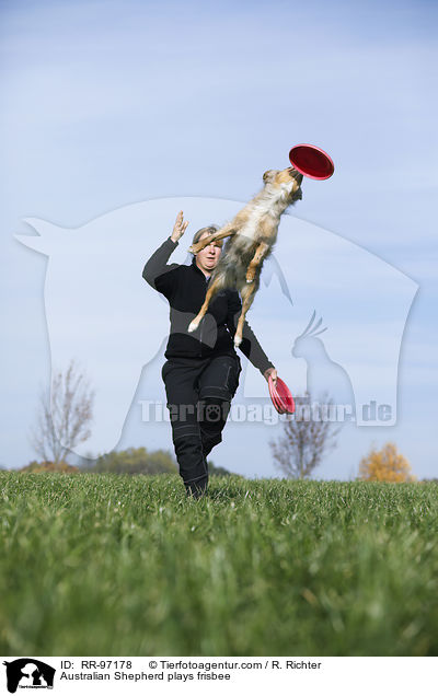 Australian Shepherd plays frisbee / RR-97178