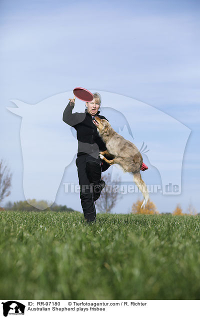 Australian Shepherd plays frisbee / RR-97180