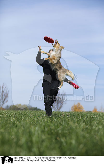 Australian Shepherd plays frisbee / RR-97181
