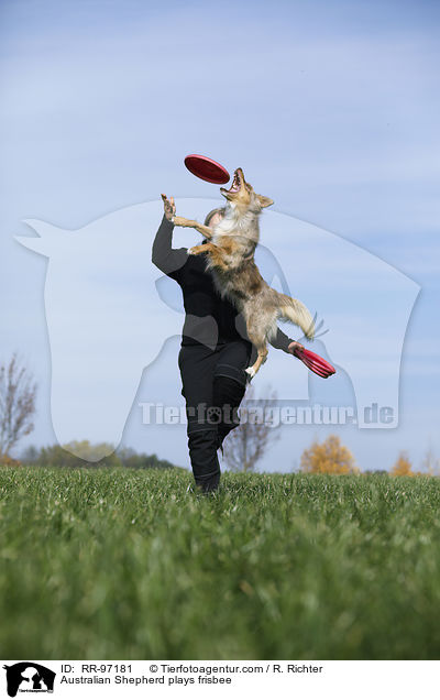 Australian Shepherd spielt Frisbee / Australian Shepherd plays frisbee / RR-97181