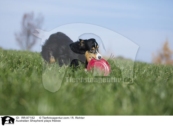 Australian Shepherd plays frisbee / RR-97182