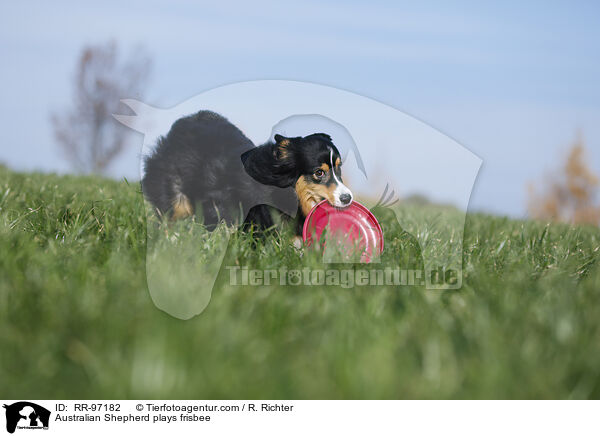 Australian Shepherd spielt Frisbee / Australian Shepherd plays frisbee / RR-97182