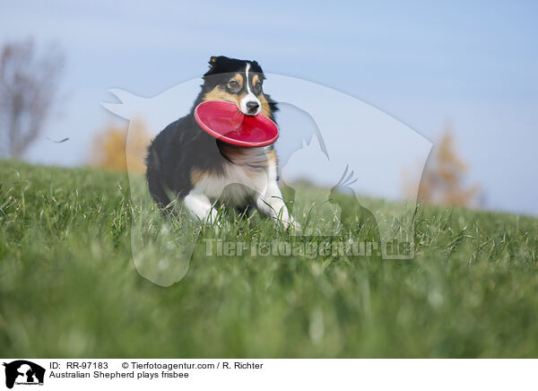 Australian Shepherd plays frisbee / RR-97183