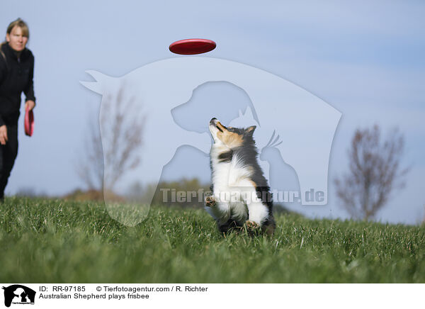 Australian Shepherd plays frisbee / RR-97185
