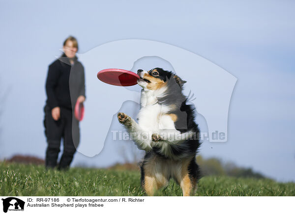 Australian Shepherd plays frisbee / RR-97186