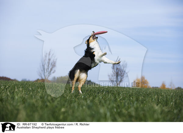Australian Shepherd plays frisbee / RR-97192