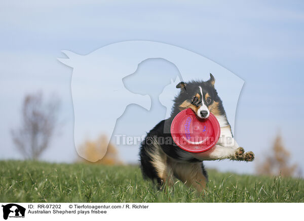 Australian Shepherd plays frisbee / RR-97202
