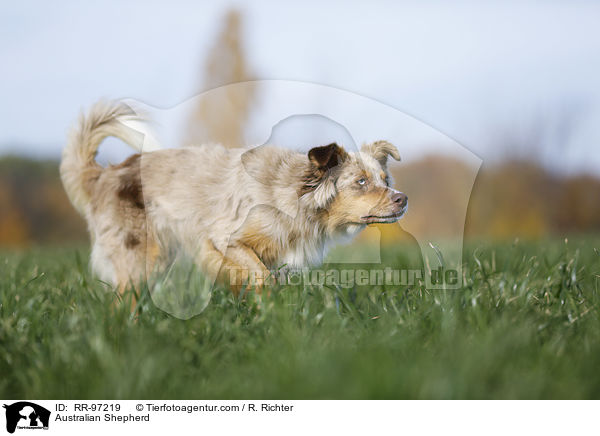 Australian Shepherd / Australian Shepherd / RR-97219