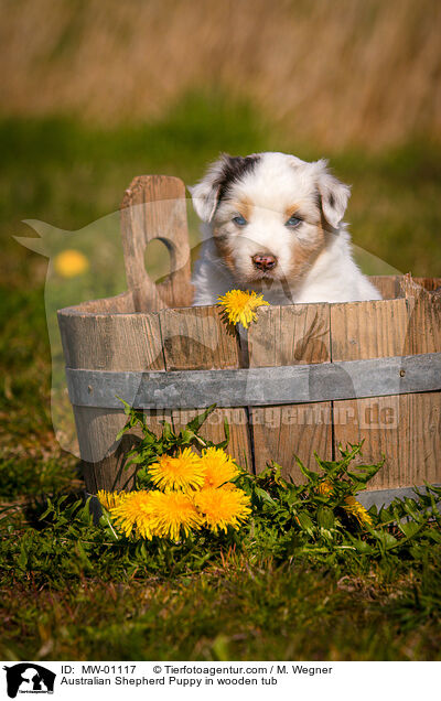 Australian Shepherd Puppy in wooden tub / MW-01117