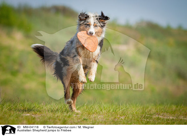 Australian Shepherd springt nach Frisbee / Australian Shepherd jumps to Frisbee / MW-04118