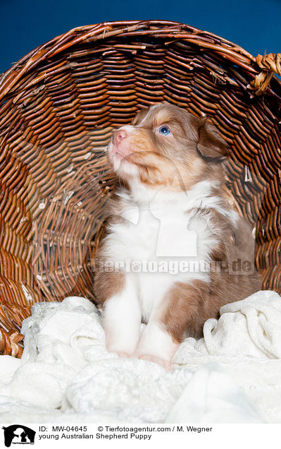 junger Australian Shepherd Welpe / young Australian Shepherd Puppy / MW-04645