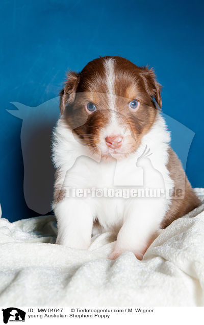 junger Australian Shepherd Welpe / young Australian Shepherd Puppy / MW-04647